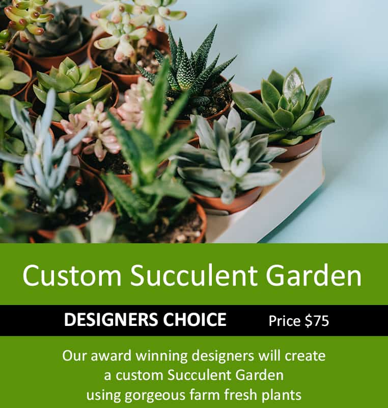 Succulent Garden, Succulent Plants