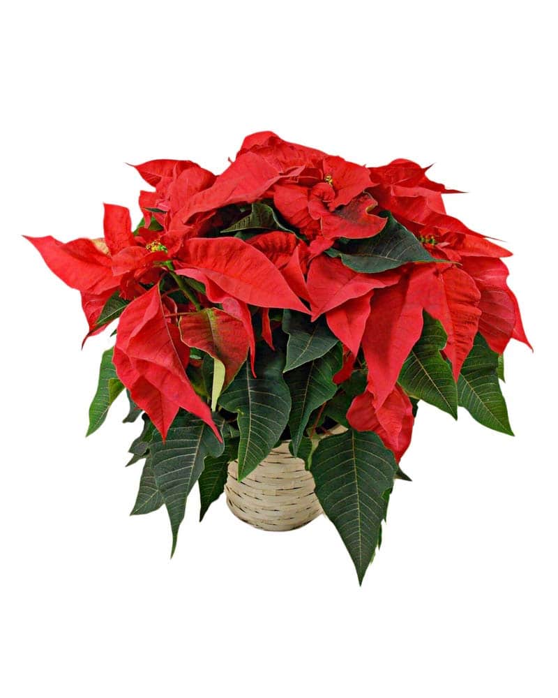 Poinsettias