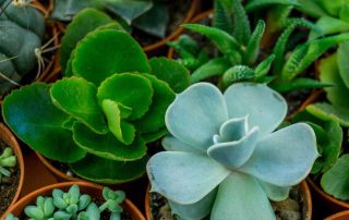 Steve's Flowers Green Plants, Flowering Baskets, Dish Gardens, Succulents