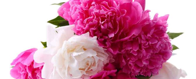 Best Flowers for Breast Cancer Awareness Month