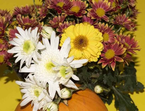 Avon Indiana Flower Delivery for Thanksgiving and all Occasions:  Offered at Steve’s Flowers and Gifts