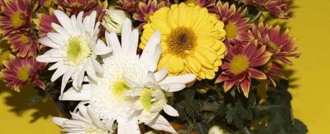 Steve's Flowers and Gifts is a trusted local florist that Provides Avon Indiana Flower Delivery