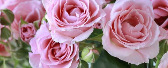 Beautiful pink roses background.