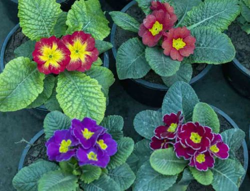 Vibrant Plants Create a Welcoming Atmosphere in any Church