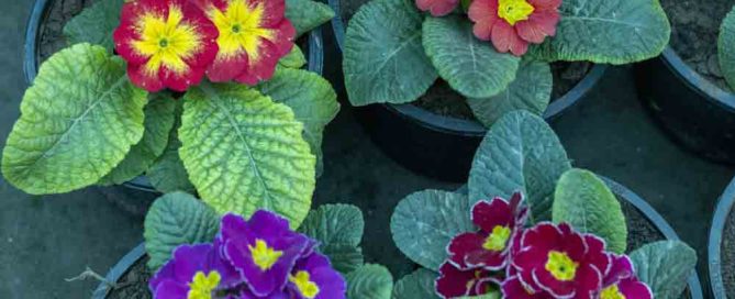 Primrose flowering plants for church decor