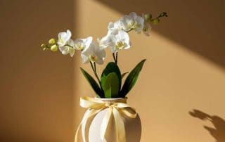 Administrative Professionals Day Orchid