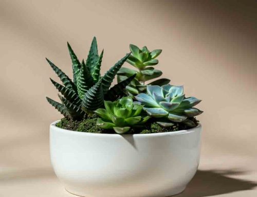 Plant and Flower Arrangements Make Father’s Day Memorable