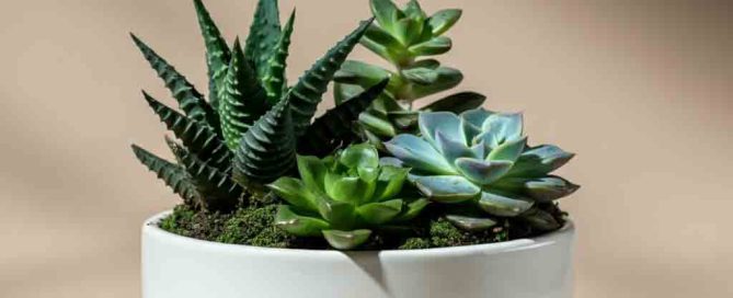 Succulents for Father's Day