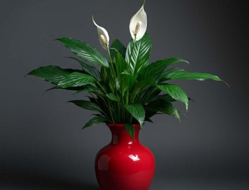 Make Mother Feel Loved and Appreciated with Mother’s Day Plants